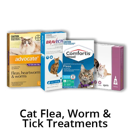 Cat Flea Treatments Long Lasting Protection with Tick Cat Flea Treatment Kellyville Pets