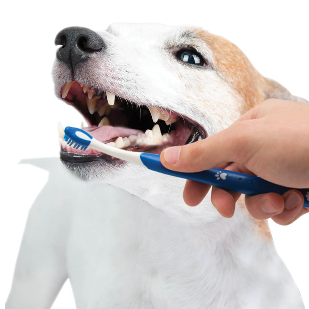 Puppy dental kit hotsell