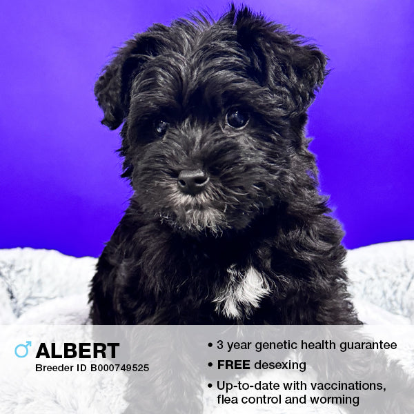 Albert the Schnoodle