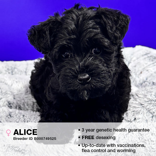 Alice the Schnoodle