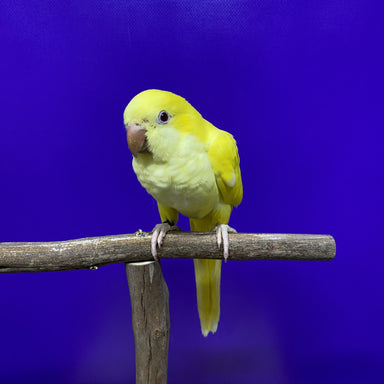 Kellyville pets outlet birds