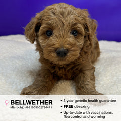 Bellwether the Schnoodle