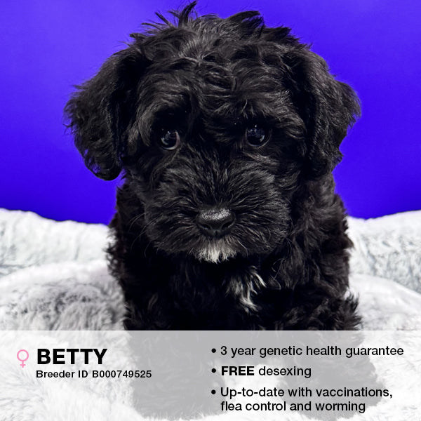 Betty the Schnoodle