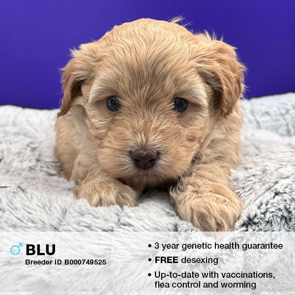 Buy Blu the Cavoodle Online Kellyville Pets