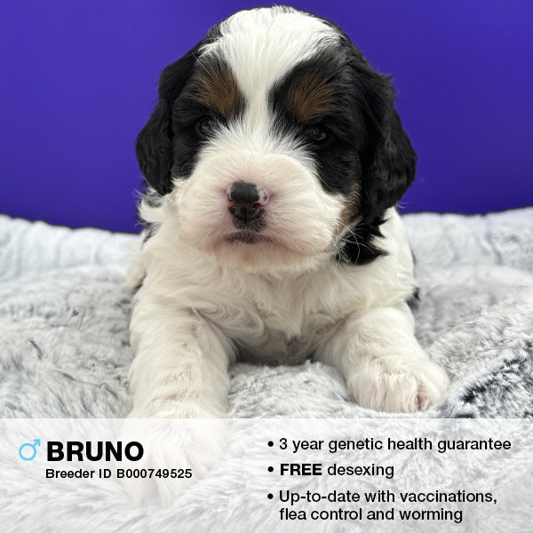 Bruno the Cavoodle