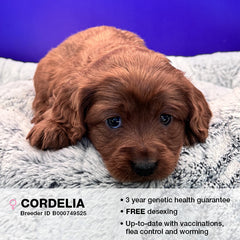 Cordelia the Cavoodle