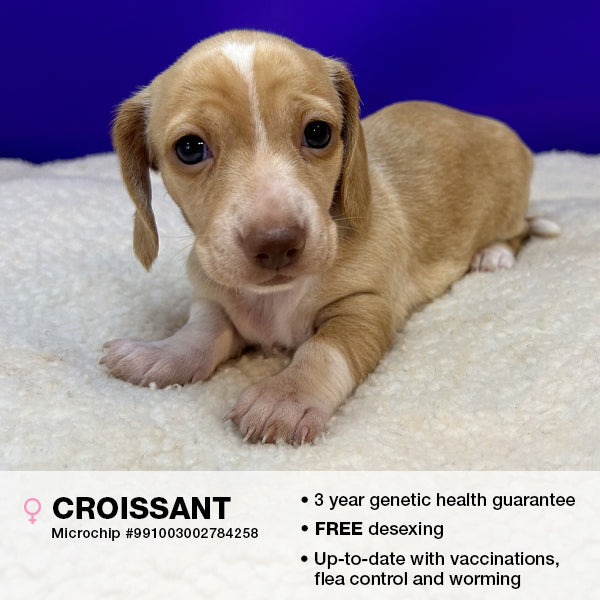 Croissant the Miniature Dachshund