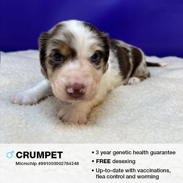 Crumpet the Miniature Dachshund