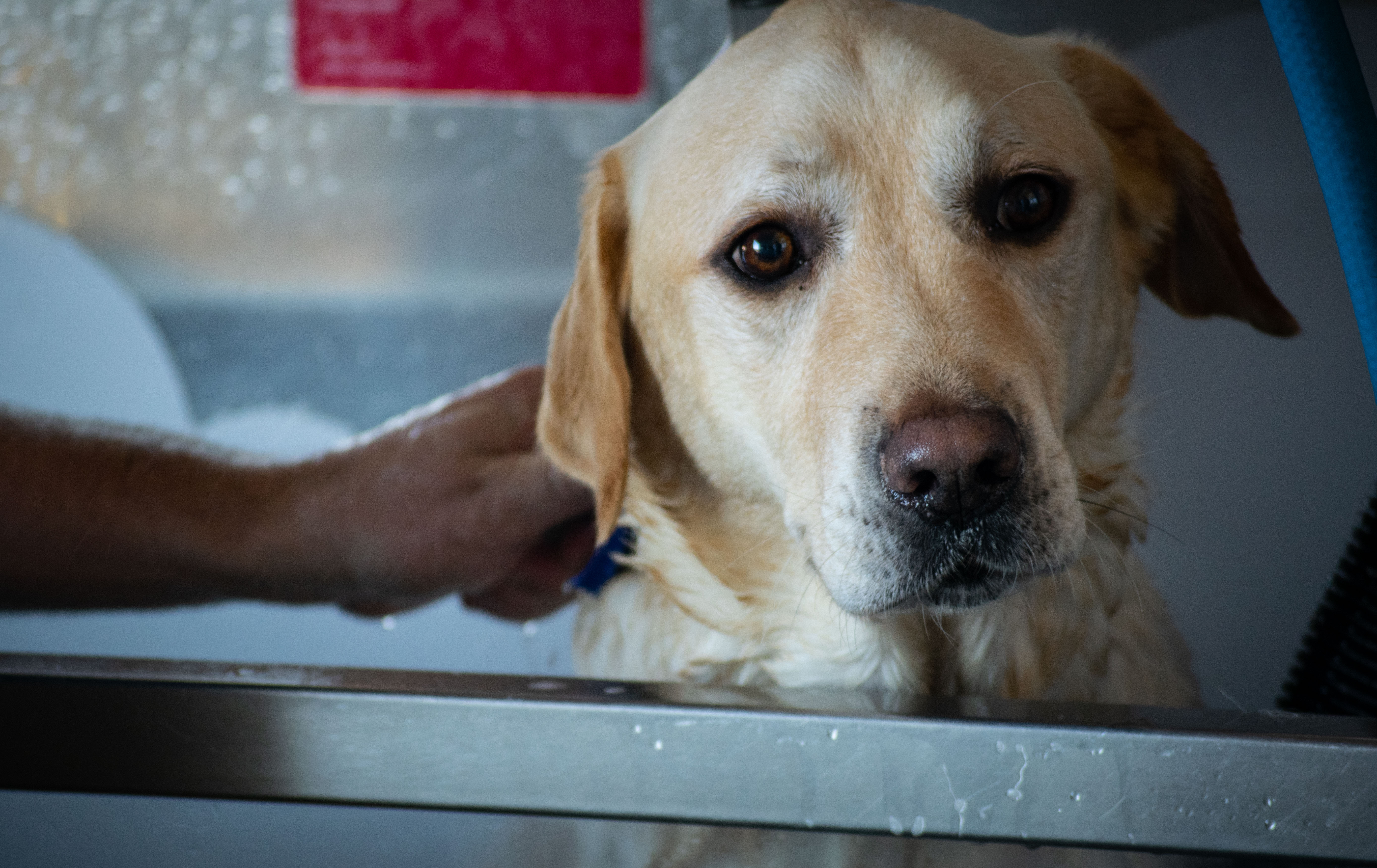 Kellyville pets dog wash hotsell