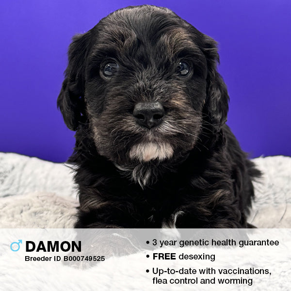 Damon the Cavoodle