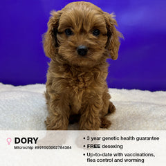 Dory the Cavoodle