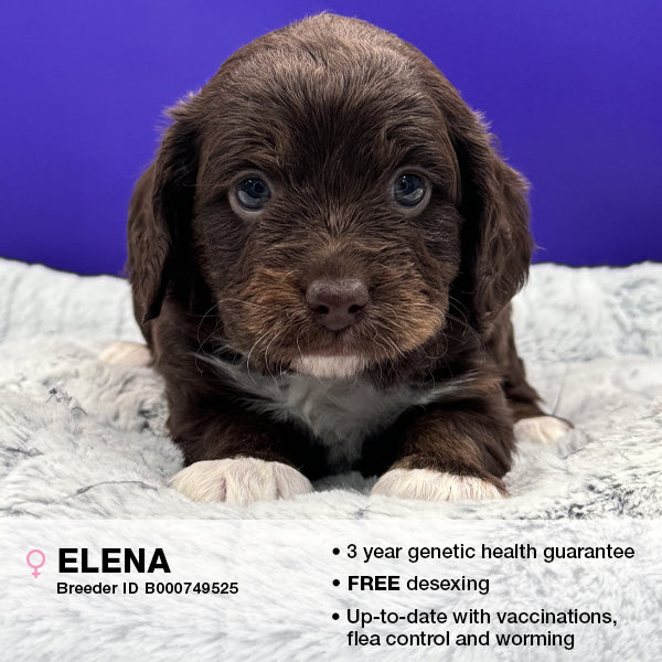 Elena the Cavoodle