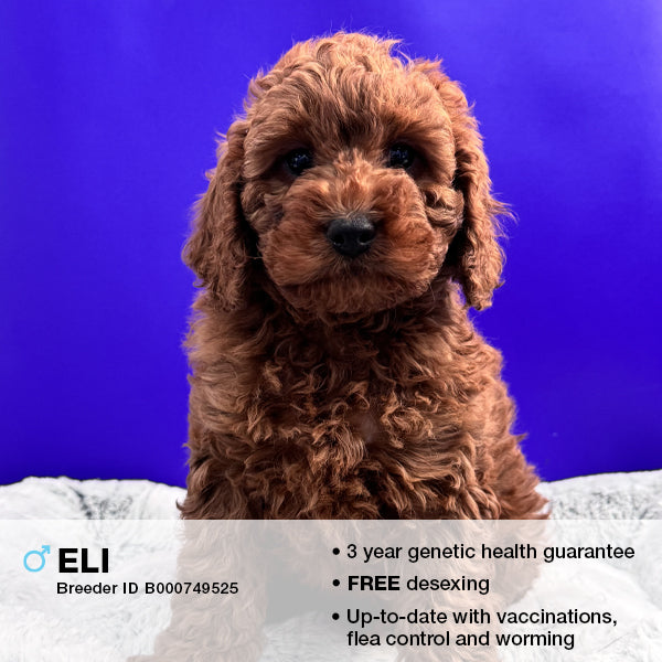 Eli the Cavoodle