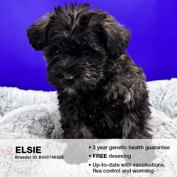 Elsie the Schnoodle