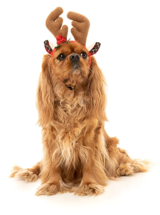 Reindeer Antlers Christmas Pet Accessory - Medium/Large