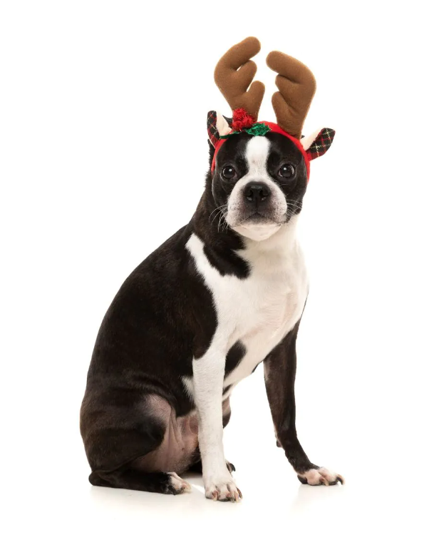 Reindeer Antlers Christmas Pet Accessory - Medium/Large