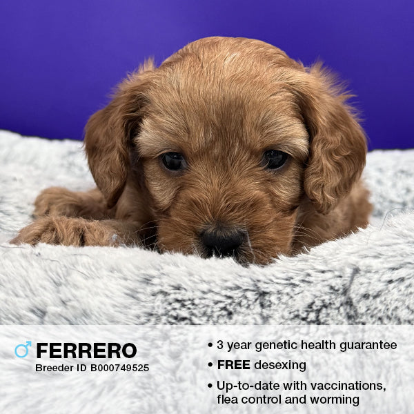 Ferrero the Cavoodle