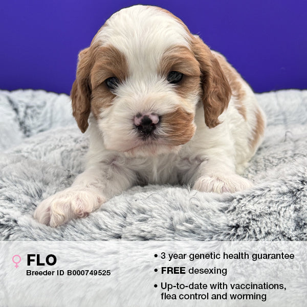 Flo the Cavoodle