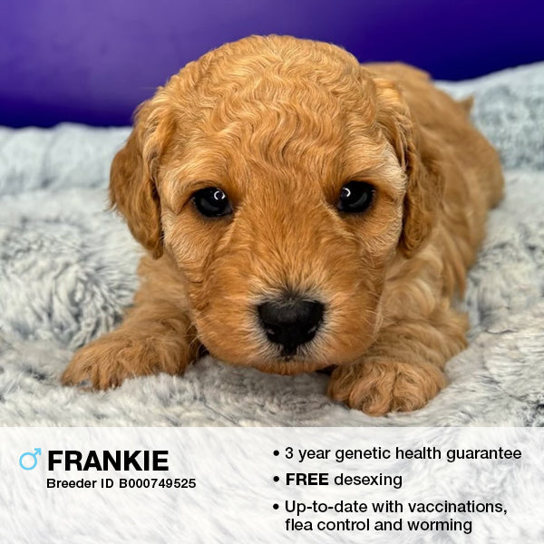 Frankie the Cavoodle