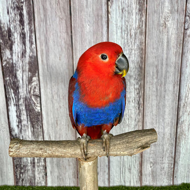 Birds For Sale | Kellyville Pets - Sydney