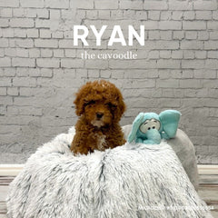 Ryan the Cavoodle
