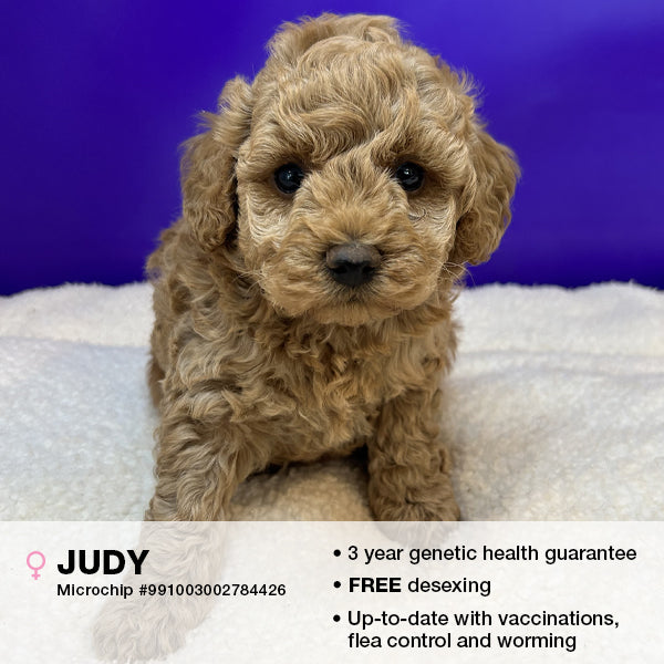 Judy the Schnoodle