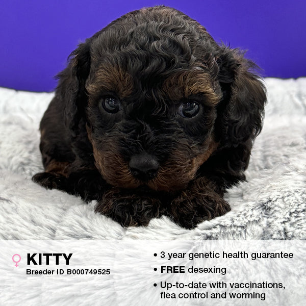 Kitty the Cavoodle