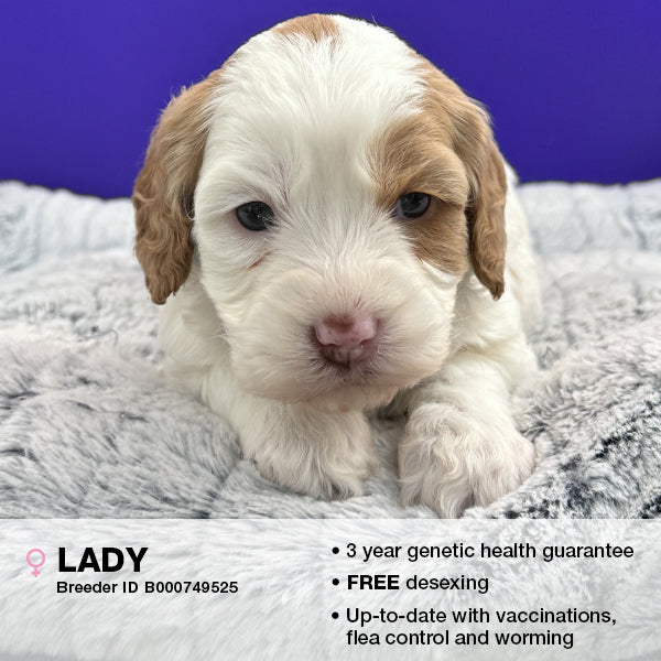 Lady the Cavoodle