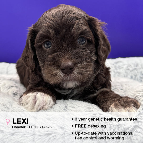 Lexi the Cavoodle