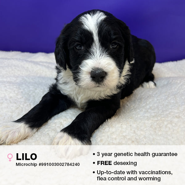 Lilo the Sheepadoodle