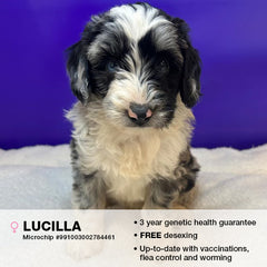 Lucilla the Bernedoodle