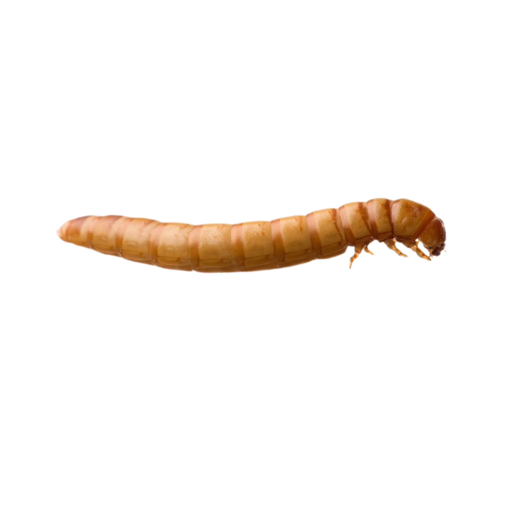 Freeze Dried Mealworms