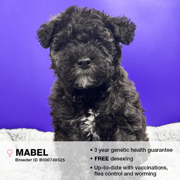 Mabel the Schnoodle