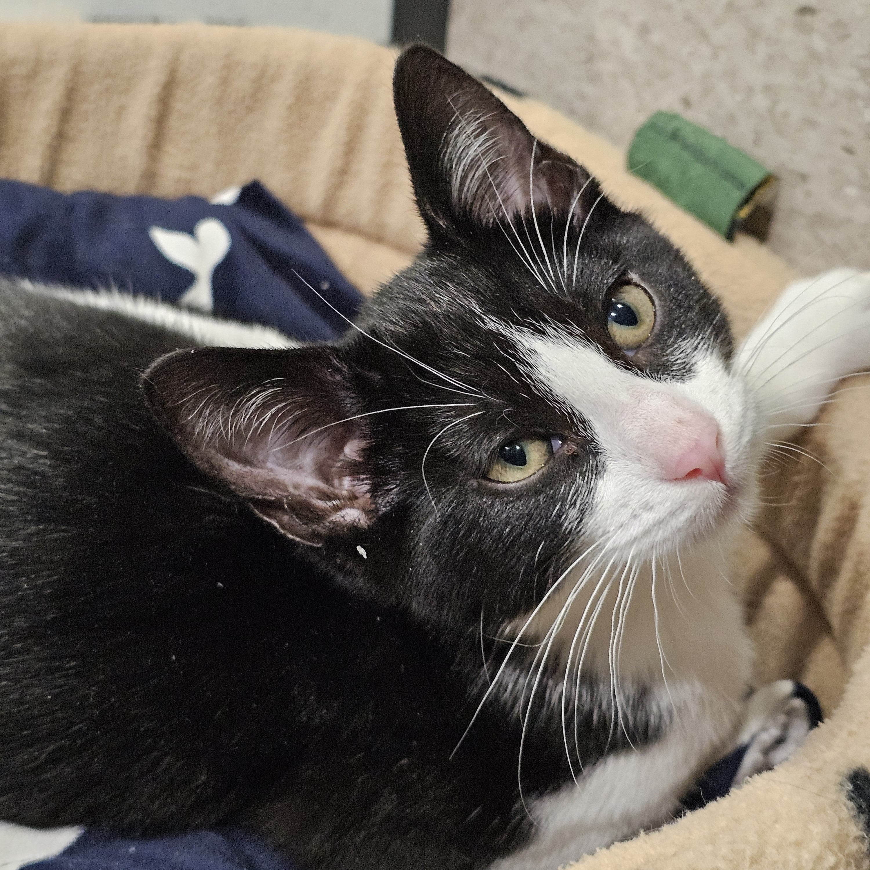 Buy Magic is available for adoption! Online | Kellyville Pets