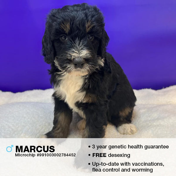 Marcus the Bernedoodle