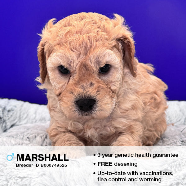 Marshall the Cavoodle