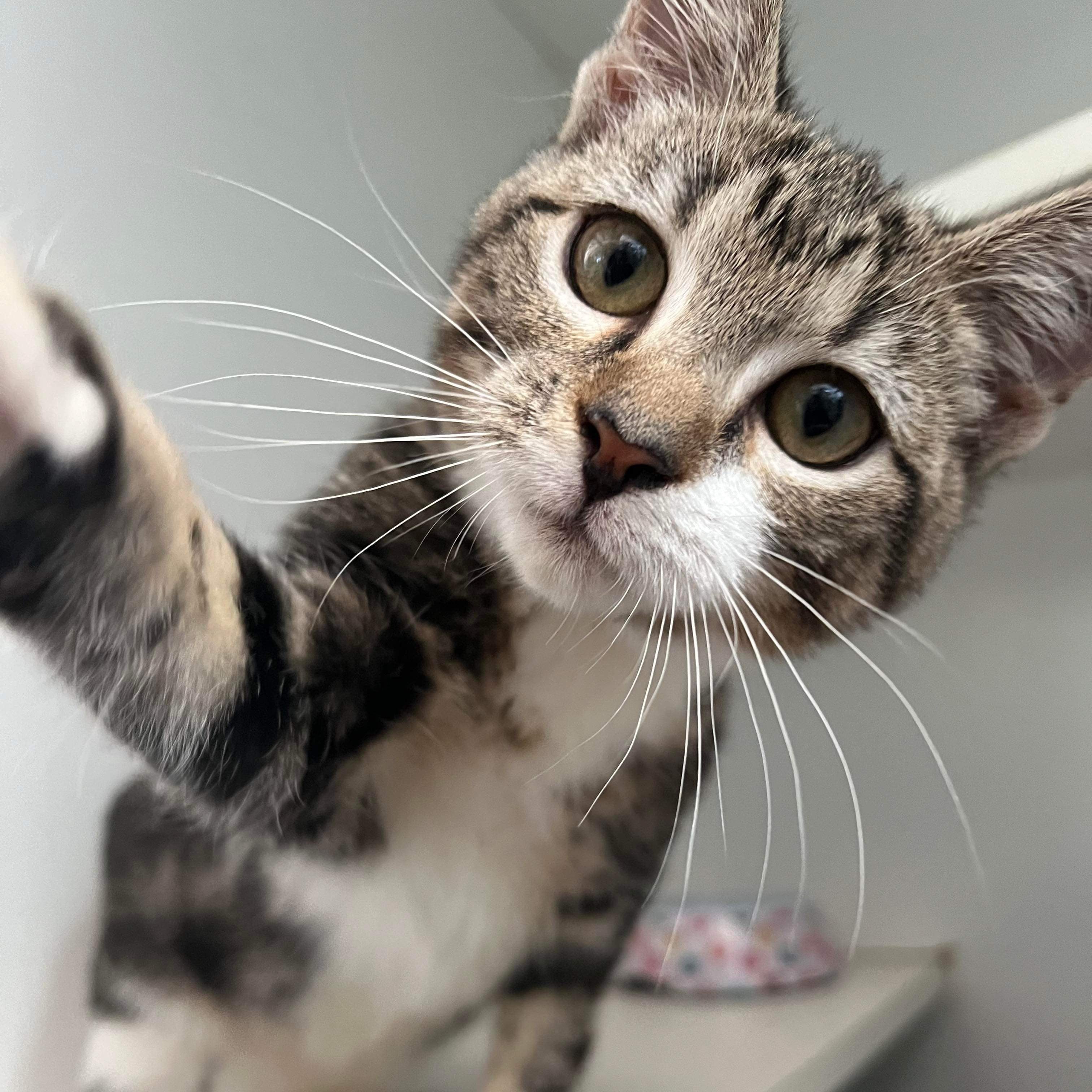 Buy Median is available for adoption! Online | Kellyville Pets