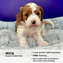 Mica the Cavoodle