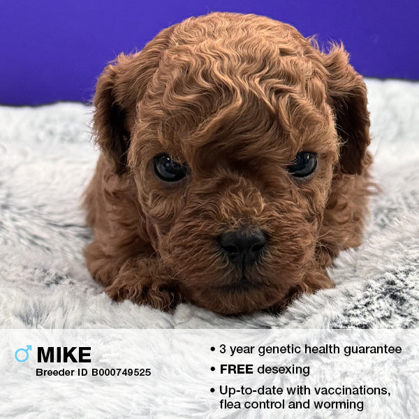 Mike the Cavoodle