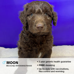 Moon the Bordoodle