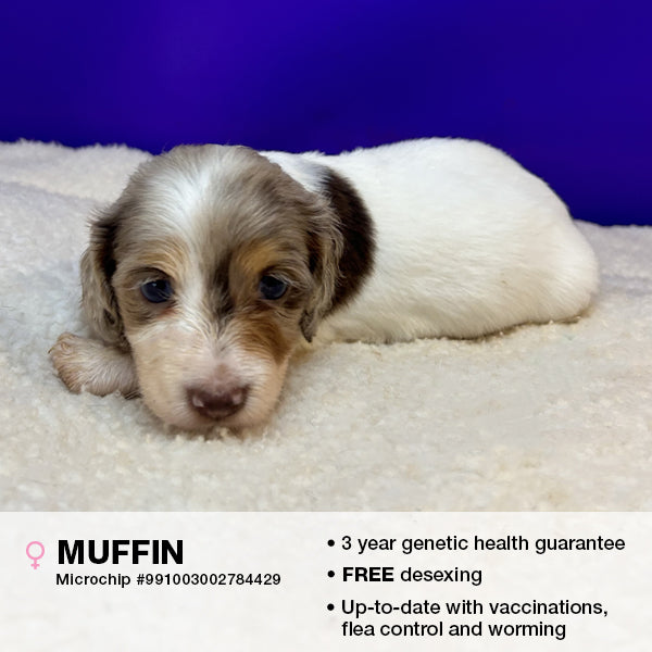 Muffin the Miniature Dachshund