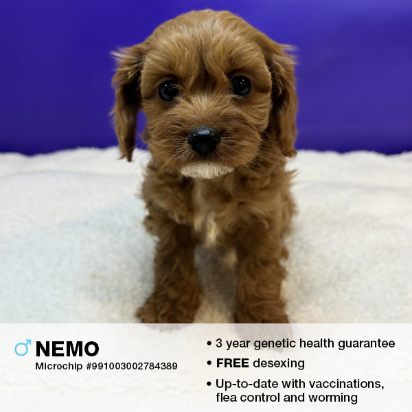 Nemo the Cavoodle