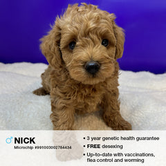 Nick the Schnoodle