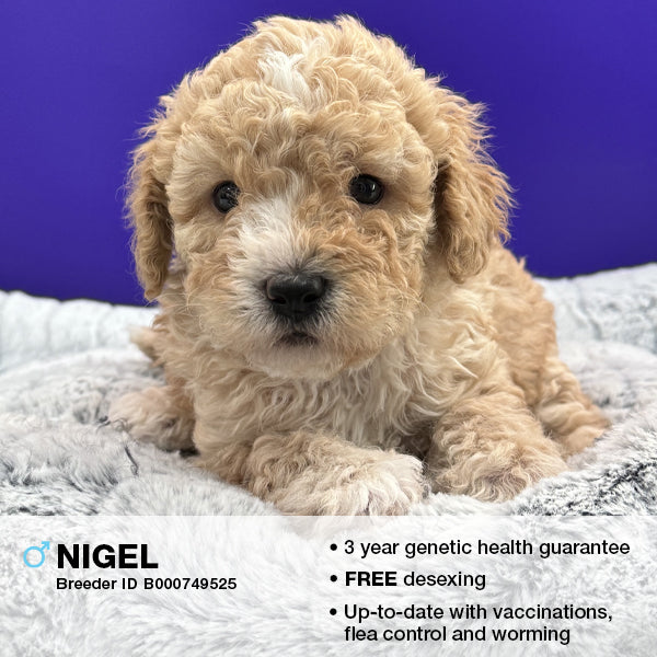 Nigel the Cavoodle