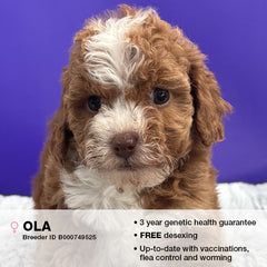 Ola the Cavoodle