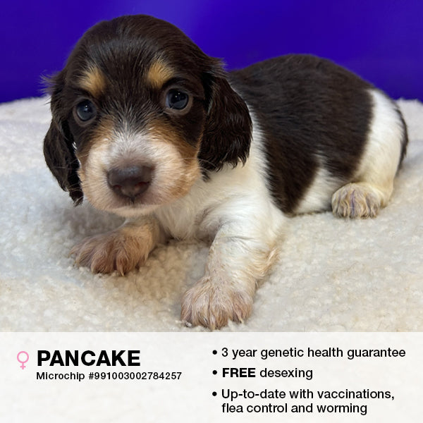 Pancake the Miniature Dachshund