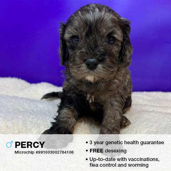 Percy the Cavoodle