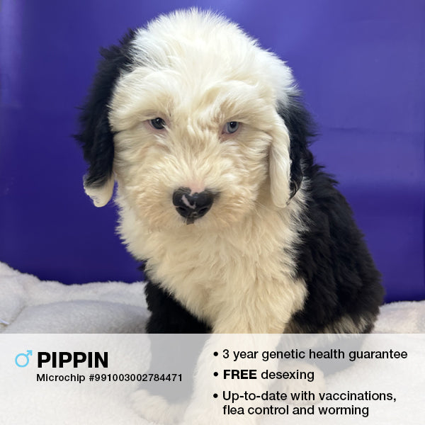 Pippin the Old English Sheepdog