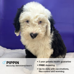 Pippin the Old English Sheepdog