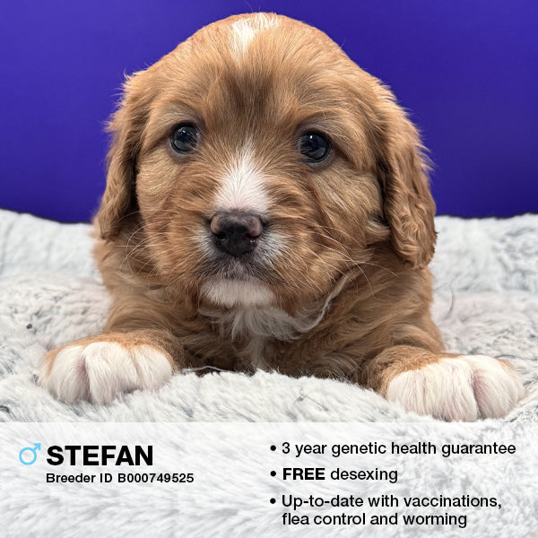 Stefan the Cavoodle